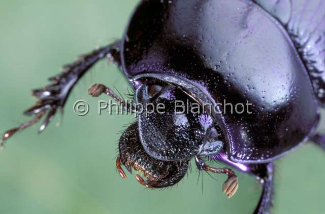 geotrupes stercorarius.JPG - Geotrupes stercorarius (Portrait)Géotrupe stercoraire ou bousierDor BeetleColeoptera, GeotrupidaeFrance